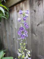 Delphinium exaltatum