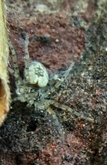 Oecobius maculatus