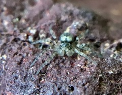 Oecobius maculatus