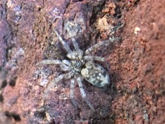 Oecobius maculatus