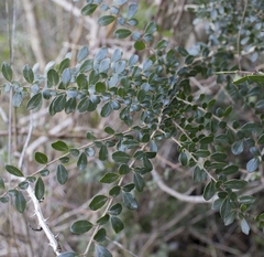 Azara microphylla