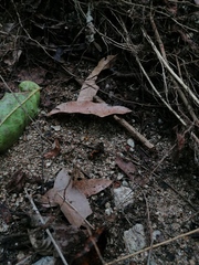 Incilius marmoreus