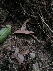 Incilius marmoreus