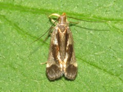 Dichomeris ochripalpella
