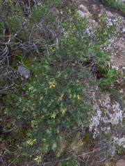 Acmispon dendroideus traskiae