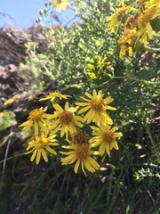 Senecio lyonii