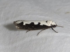 Ethmia bipunctella