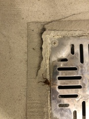 Pachyloides thorellii