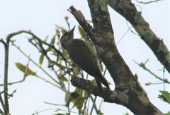 Colaptes auricularis