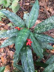 Aglaonema