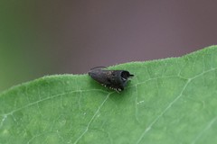 Grapholita angleseana