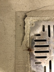 Pachyloides thorellii