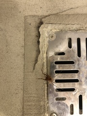 Pachyloides thorellii