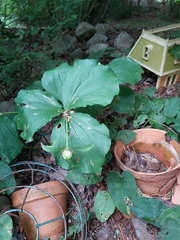 Trillium grandiflorum