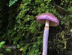Cortinarius magellanicus