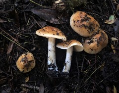 Cortinarius austroturmalis