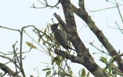 Colaptes auricularis