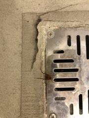 Pachyloides thorellii