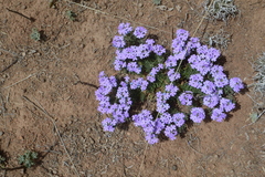 Glandularia latilobata
