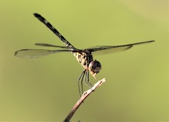 Dythemis nigrescens
