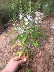 Magnoliopsida