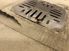 Pachyloides thorellii