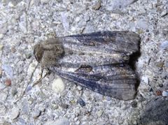 Lateroligia ophiogramma