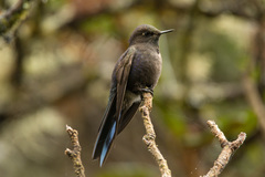 Chalcostigma stanleyi