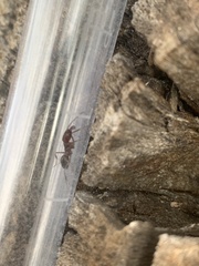 Odontomachus desertorum