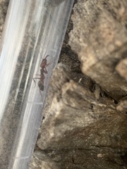 Odontomachus desertorum