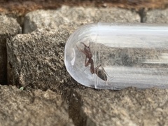 Odontomachus desertorum