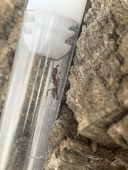 Odontomachus desertorum