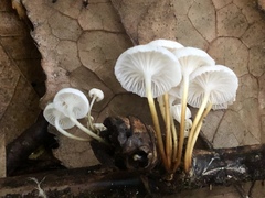 Mycena subulifera