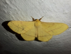 Eupterote bifasciata