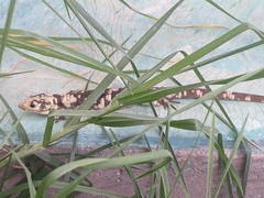 Abronia lythrochila