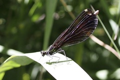 Calopteryx maculata