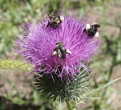 Melissodes desponsus