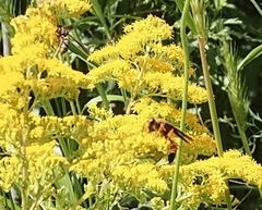 Sphex ichneumoneus