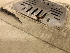 Pachyloides thorellii