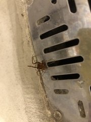 Pachyloides thorellii