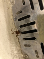 Pachyloides thorellii