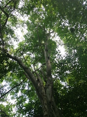 Chloroleucon mangense