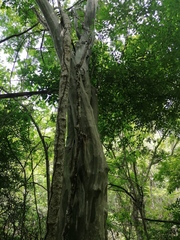 Chloroleucon mangense