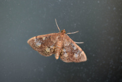 Anania tertialis