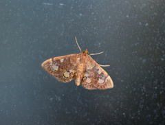 Anania tertialis