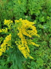 Solidago juncea