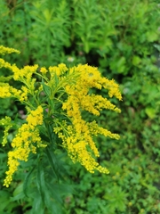 Solidago juncea