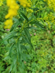 Solidago juncea