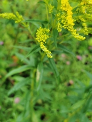 Solidago juncea