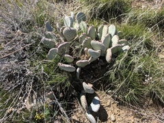 Opuntia basilaris brachyclada